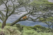 2 Days Wildlife Safari In Tarangire NP & Ngorongoro Crater