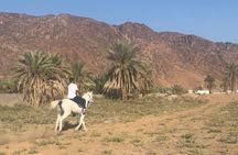 1 Hour Private Horse Riding in Madinah 