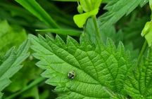 Spring Tonic Foraging Tour
