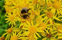 Spring Tonic Foraging Tour
