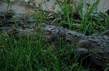 Udawalawa National Park Private Safari Tours