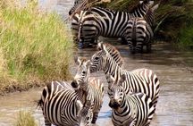 2 Days Wildlife Safari In Tarangire NP & Ngorongoro Crater