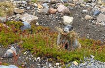 2 Day Mt Rainier All-Inclusive Small Group Tour