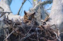Historical Wildlife Tour of the Chain of Lakes