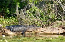 Historical Wildlife Tour of the Chain of Lakes