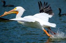 Historical Wildlife Tour of the Chain of Lakes