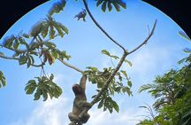 Sloth watching La Fortuna 