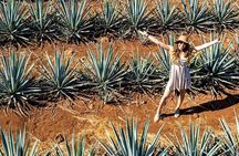 Private Tour to El Tequileño Distillery and visit to Tequila