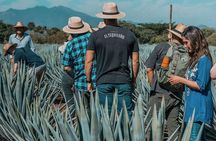 Private Tour to El Tequileño Distillery and visit to Tequila