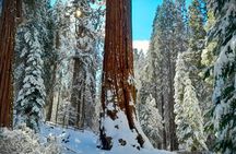 5-Star Rated Sequoia Winter Tour