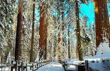 5-Star Rated Sequoia Winter Tour