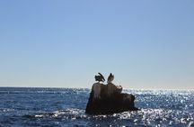 45 Minute Transparent Boat Ride to the Arch of Cabo San Lucas
