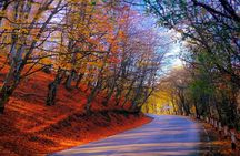 A day tour to Kakheti region/wine/culture/history and gastro tour