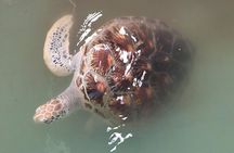 Khao Lak Eco-Safari: Elephants, Tsunami Museum, and Turtles