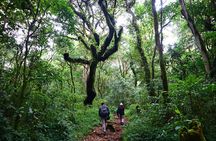 1 Day Mount Kilimanjaro