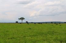 1 Day Tarangire National Park