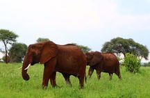 1 Day Tarangire National Park
