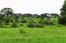 1 Day Tarangire National Park