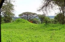 1 Day Tarangire National Park
