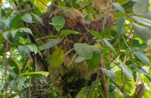 Sloth watching La Fortuna 