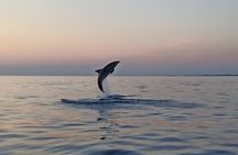 Sunrise Dolphins & Fishermen at Work speedboat tour in Rovinj