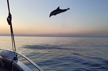 Sunrise Dolphins & Fishermen at Work speedboat tour in Rovinj