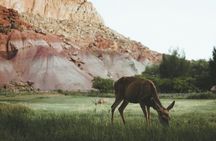 Capitol Reef Full Day Private Tour and Hike