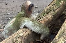 Searching for Peressos in Fortune