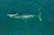 Humpback whale watching south of Puerto Vallarta