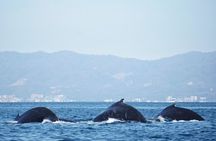 Humpback whale watching south of Puerto Vallarta
