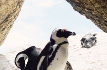 One Day Cape of Good and Penguin Colony Expedition from Cape Town