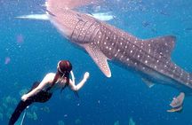 Cebu: Oslob Whale Shark Swimming & Kawasan Falls Canyoneering