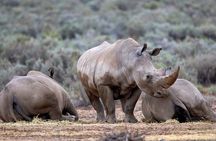 Explore the Best Big 5 Full Day Safari and Wine Tasting