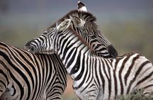 Explore the Best Big 5 Full Day Safari and Wine Tasting