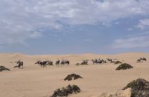 Sandwich Harbour Namibia Half Day Tour