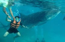 Oslob Whale Shark Swimming, Tumalog Falls and Sardines Snorkeling