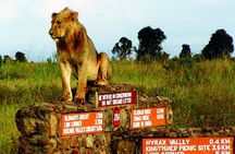 Nairobi National park ,Giraffe Center & Bomas Cultural Dance Show