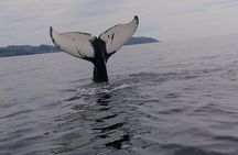 3 Hour Ocean Safari by Zodiac Boat -Whales & Icebergs seasonally