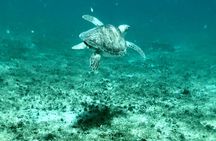 Island & Snorkeling Tour – Smuggler + Cane Garden Bay 