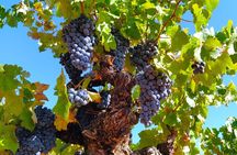 Small Group - Half-Day Wine Tour