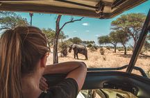 1-Day Fly in Shared Safari to Mikumi National Park from Zanzibar