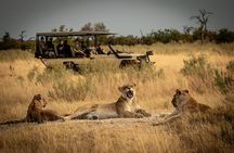 1-Day Fly in Shared Safari to Mikumi National Park from Zanzibar