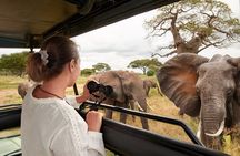 1-Day Fly in Shared Safari to Mikumi National Park from Zanzibar