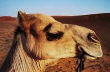 Fez to Merzouga Desert Trip camel ride and night camp