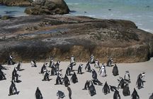 Cape Point, Cape of Good Hope & Boulders Penguins Full-Day Tour