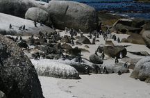Cape Point, Cape of Good Hope & Boulders Penguins Full-Day Tour