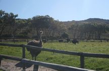 Cape Point, Cape of Good Hope & Boulders Penguins Full-Day Tour