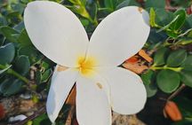 Around the Island Tour From San Juan 