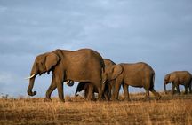 3 Days Private Safari to Tsavo West and East Park from Mombasa