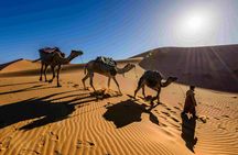 Pushkar Camel Safari Adventure